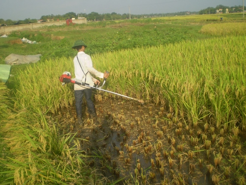 Bán Máy gặt lúa cầm tay Honda Gx35 uy tín giá rẻ
