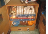 Máy ấp trứng gia cầm tự động VN-1000 (vỏ gỗ)